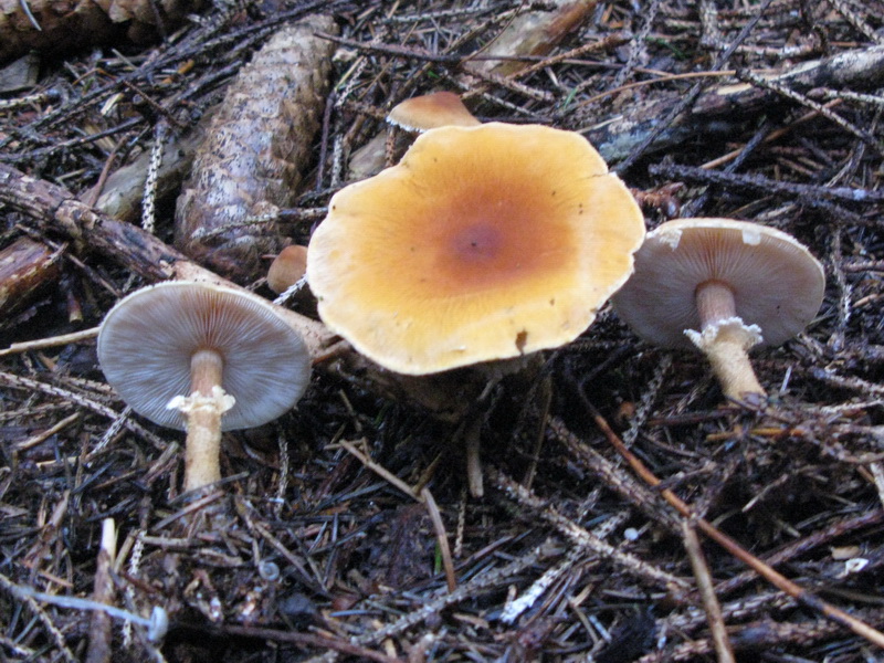 CYSTODERMA